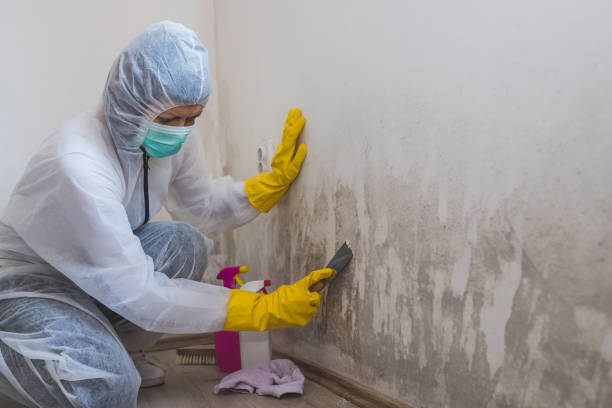 Best Forensic Mold Investigation  in Monticello, KY