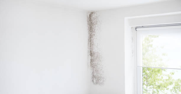 Reliable Monticello, KY Mold Removal Solutions