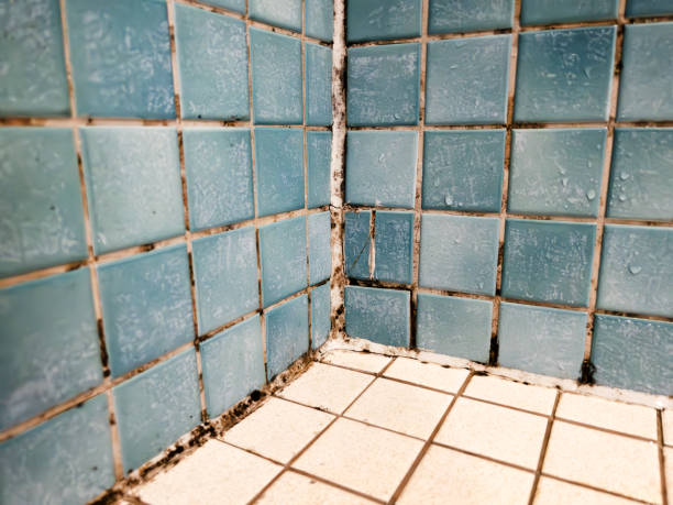Mold Remediation for Vacation Homes in Monticello, KY