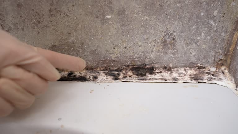 Best Asbestos and Lead Testing During Mold Inspection  in Monticello, KY