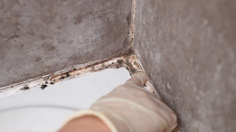 Best Mold Remediation for Vacation Homes  in Monticello, KY
