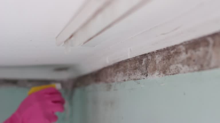  Monticello, KY Mold Removal Pros